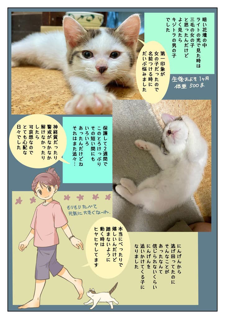 こねこをひろっただけなのに サンプル 7