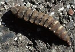 わたしの蟲姦遊び 第8話 大きいミズアブの幼虫編 全編 サンプル 1