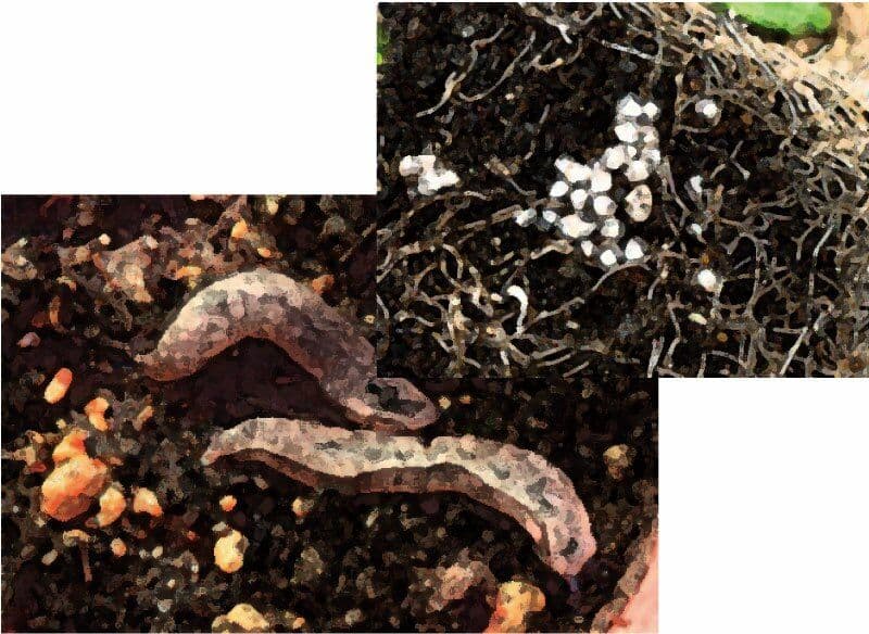 私の蟲姦遊び 第12話 妊娠中にナメクジとナメクジの卵編 全編 サンプル 4