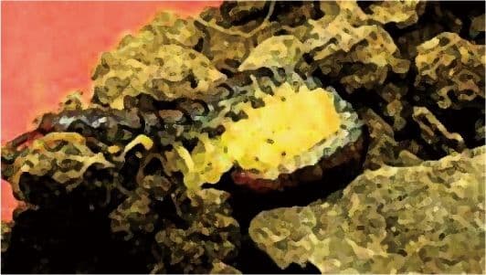 私の蟲姦遊び 第15話 妊娠中にムカデとムカデの卵編 サンプル 1