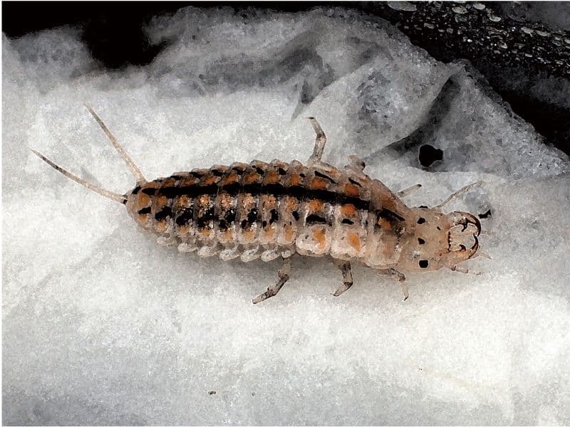 私の蟲姦遊び 第16 話 妊娠中にオオキベリアオゴミムシ編 サンプル 2