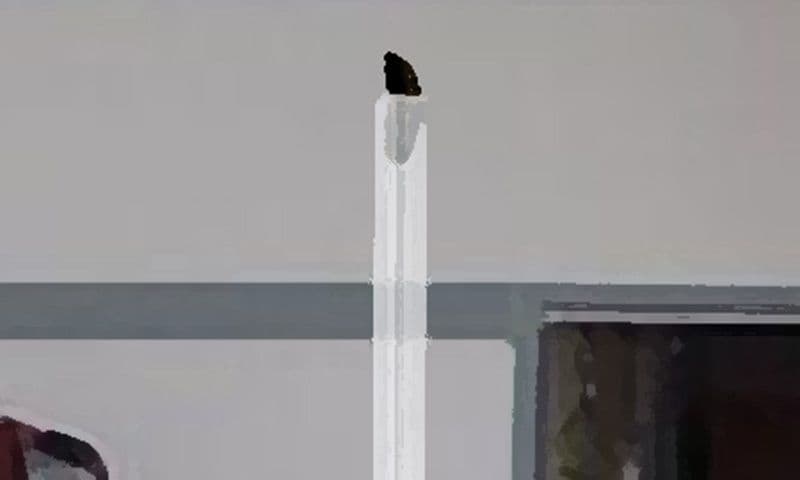 私の蟲姦遊び 18話 妊娠中に5 匹のミズアブの幼虫編 サンプル 2