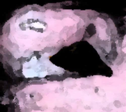 私の蟲姦遊び 18話 妊娠中に5 匹のミズアブの幼虫編 サンプル 6