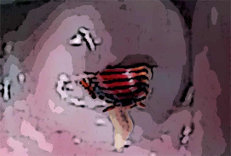 私の蟲姦遊び 19話 妊娠中に2匹のゴキブリの幼虫編 サンプル 6