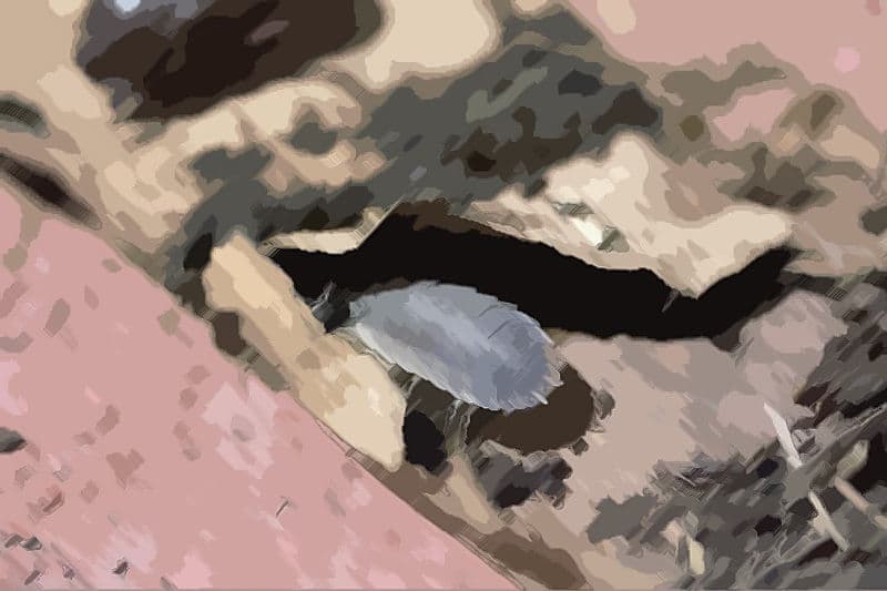 私の蟲姦遊び 20 話 妊娠中に5匹のワラジムシ編 サンプル 2