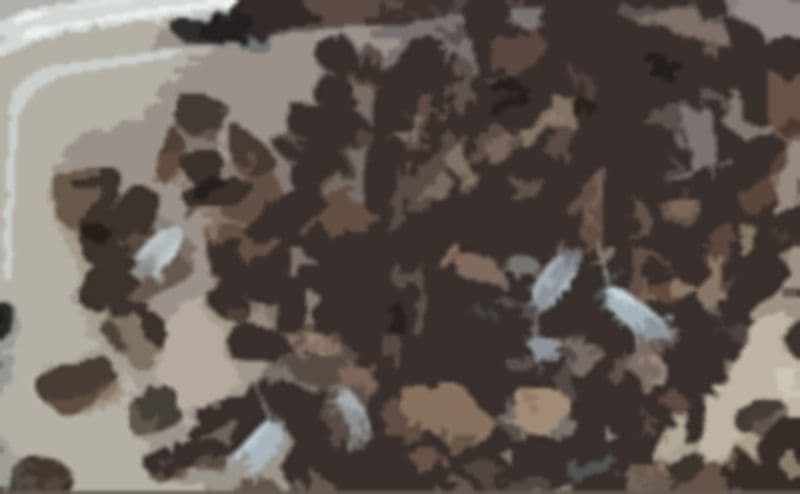 私の蟲姦遊び 20 話 妊娠中に5匹のワラジムシ編 サンプル 3