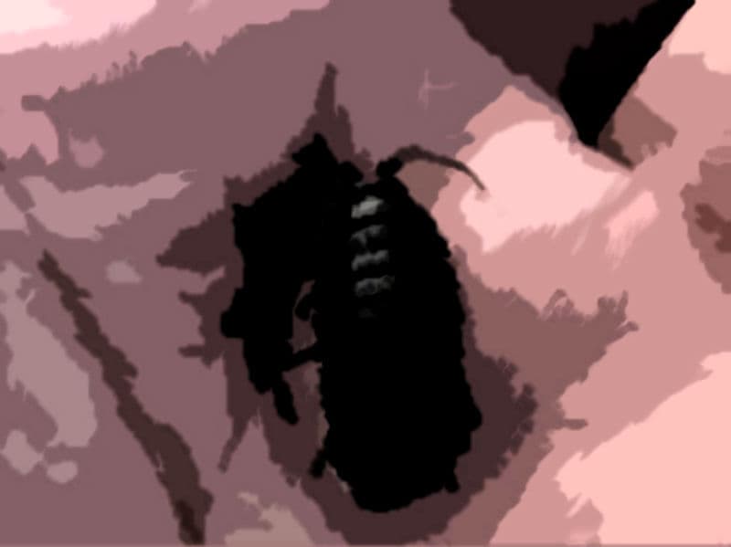 私の蟲姦遊び 20 話 妊娠中に5匹のワラジムシ編 サンプル 4