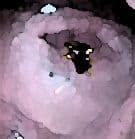 私の蟲姦遊び 22話 妊娠中にハサミムシ編 全編 サンプル 5