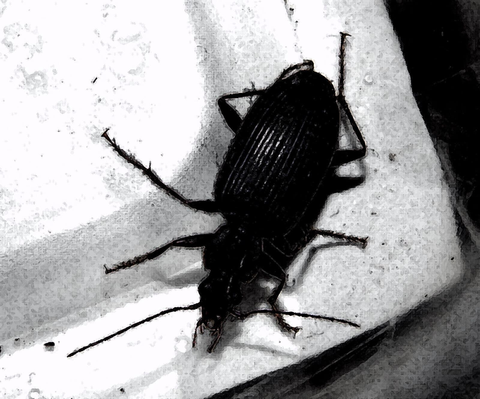 私の蟲姦遊び 25話 妊娠中にベランダにいたゴミムシ編 サンプル 1