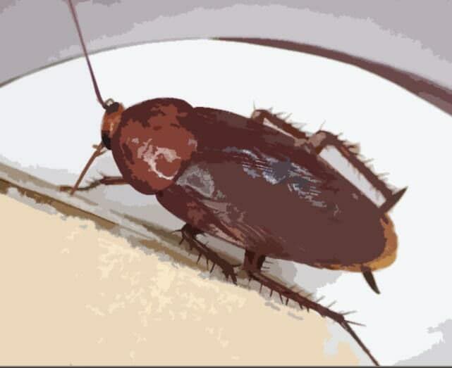 私の蟲姦遊び 26話 妊娠中に息子の部屋にいたゴキブリと卵編 サンプル 2