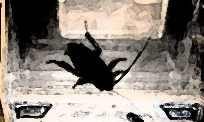 私の蟲姦遊び 26話 妊娠中に息子の部屋にいたゴキブリと卵編 サンプル 4