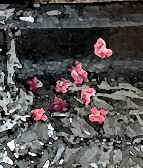 私の蟲姦遊び 27話 妊娠中にジャンボタニシの卵編 サンプル 4